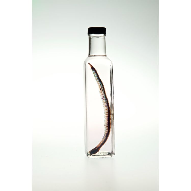 Dumerils Boa by Lucent Morphics Laboratories