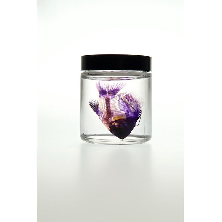 Gourami by Lucent Morphics Laboratories