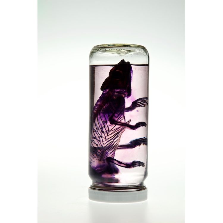Large Chameleon by Lucent Morphics Laboratories