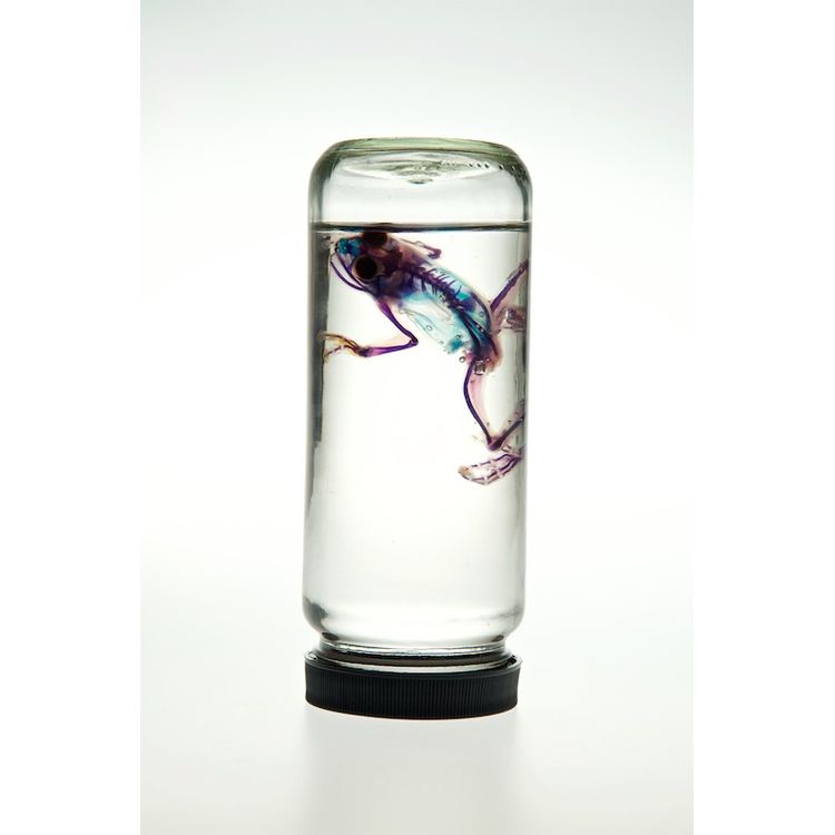 Red Eye Tree Frog by Lucent Morphics Laboratories