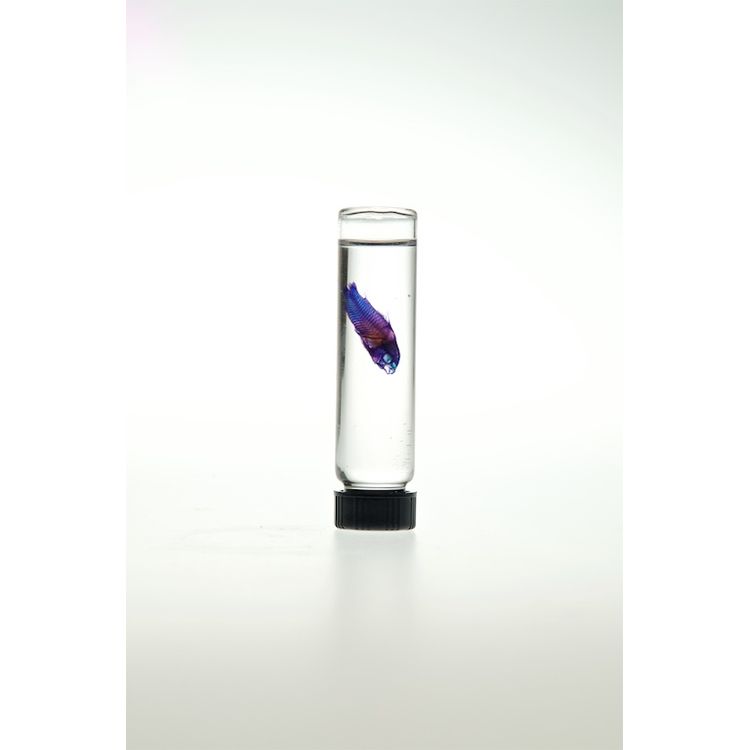 Small Fish #2 by Lucent Morphics Laboratories