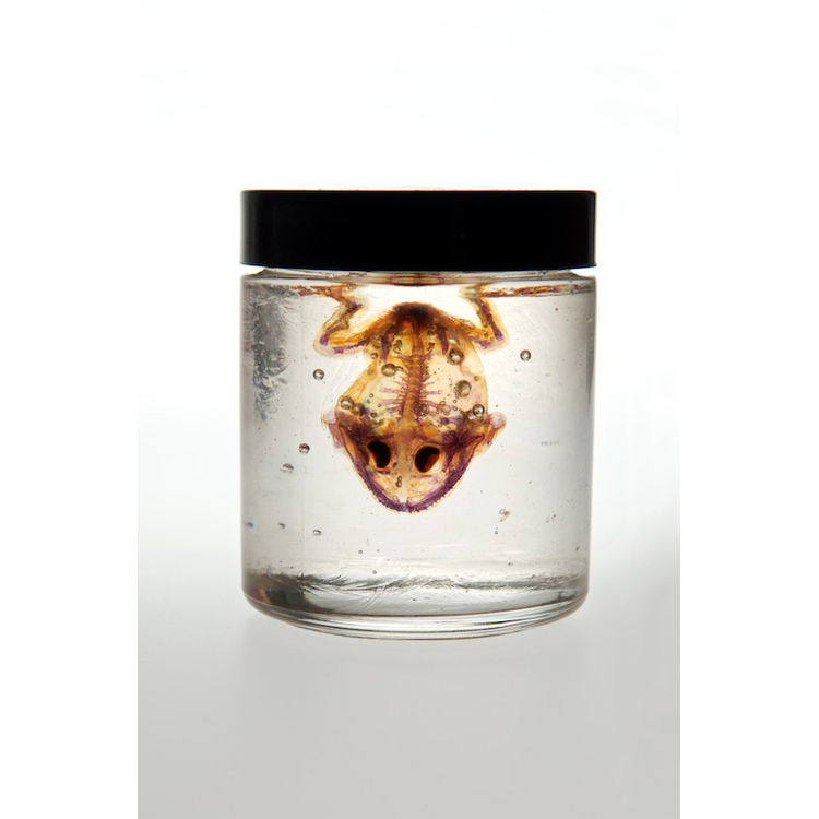 Small Pac Man Frog by Lucent Morphics Laboratories