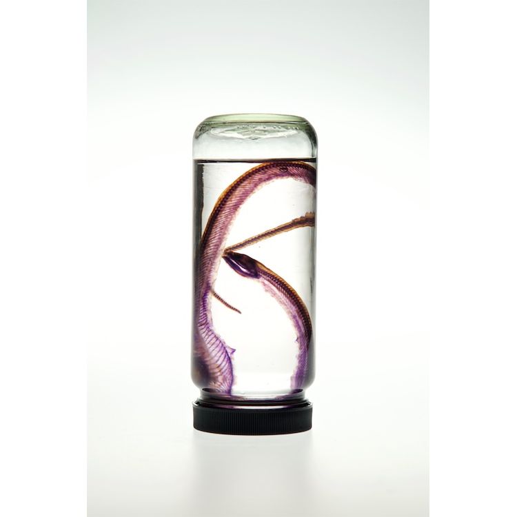 Small Python by Lucent Morphics Laboratories