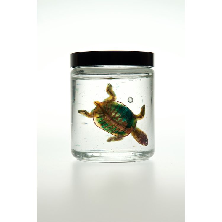 Sulcata Tortoise by Lucent Morphics Laboratories