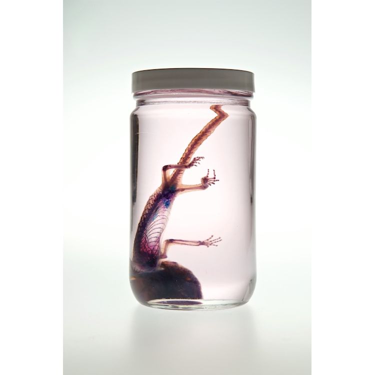 Toka Gecko by Lucent Morphics Laboratories