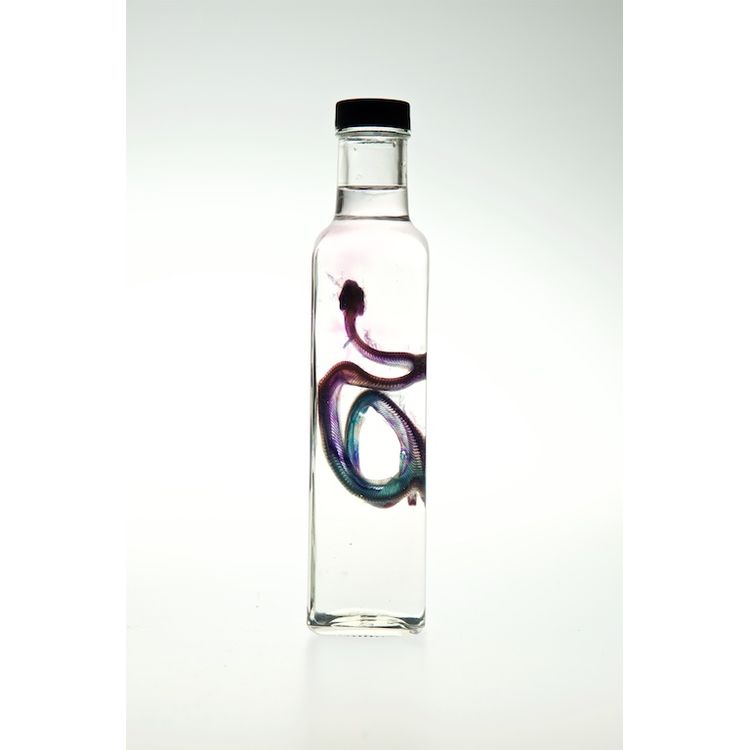 Tree Boa by Lucent Morphics Laboratories