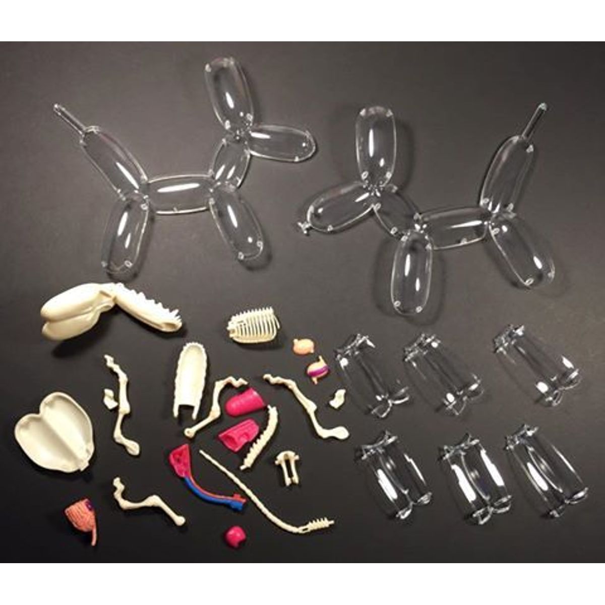 Balloon Dog Anatomy Model - Clear