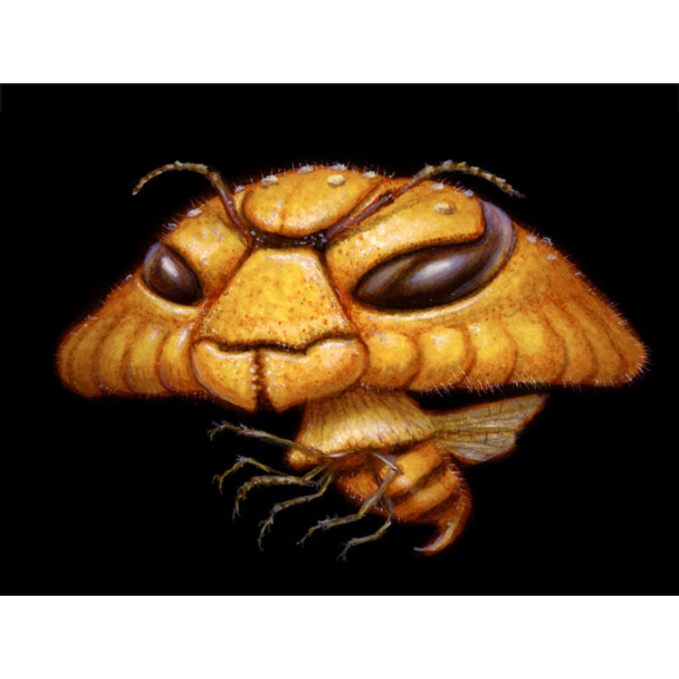 ShroomBee 02 by Naoto Hattori