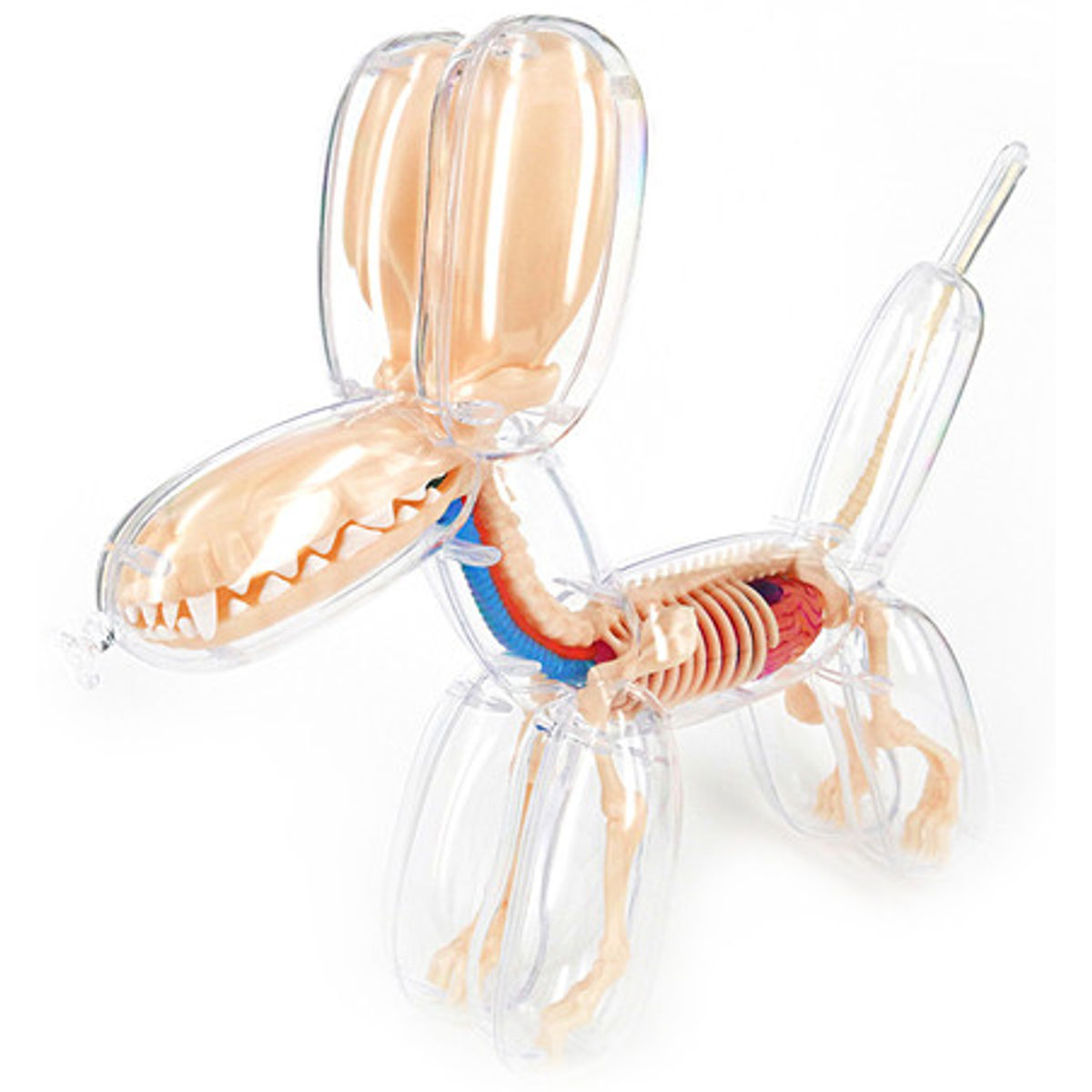 Balloon Dog Anatomy Model - Clear