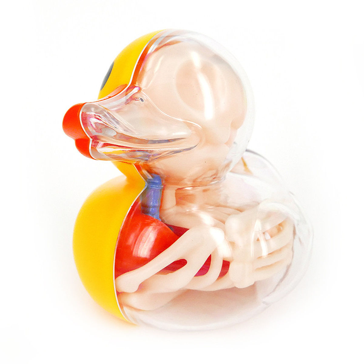 Rubber Ducky Anatomy - Original