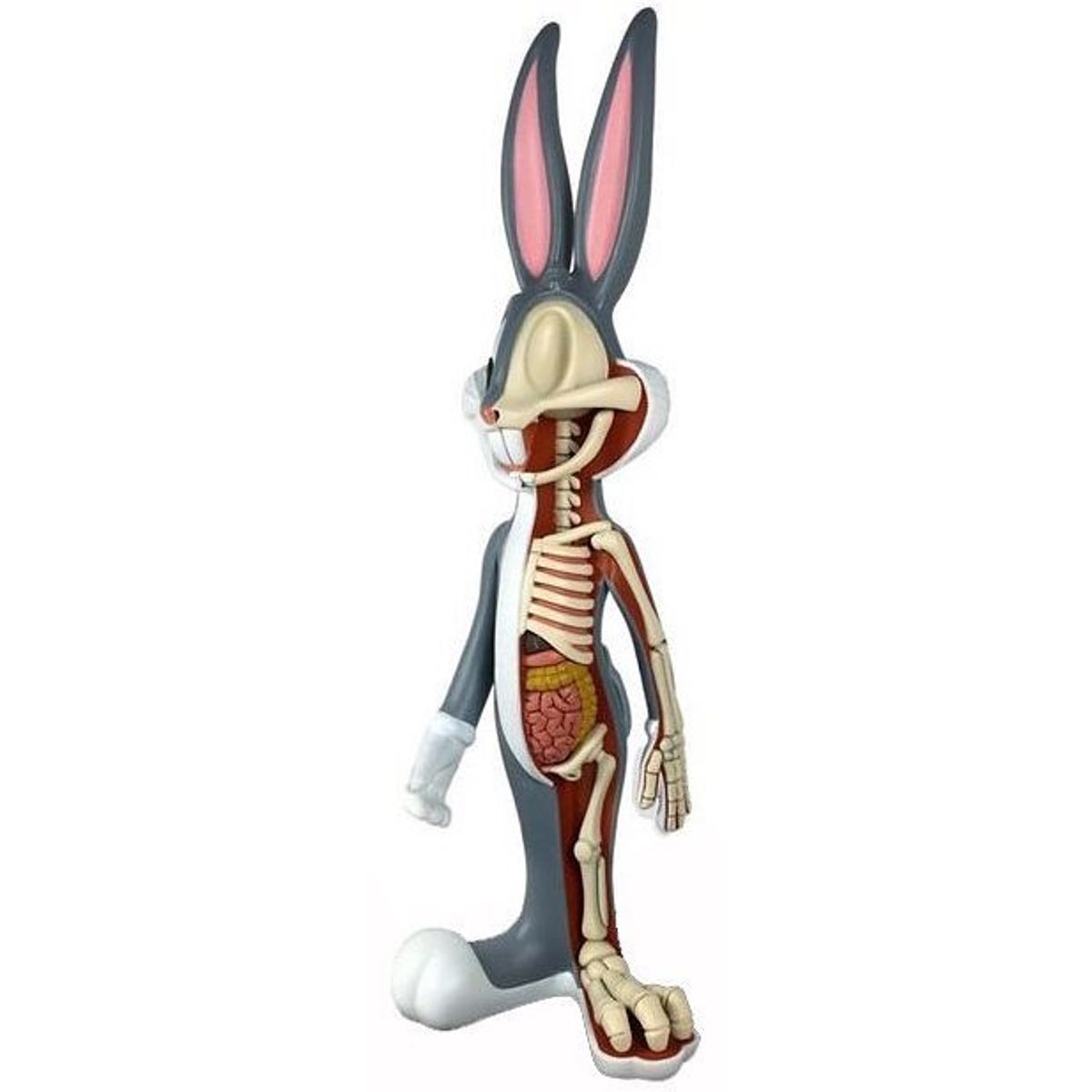 Anatomical Wabbit