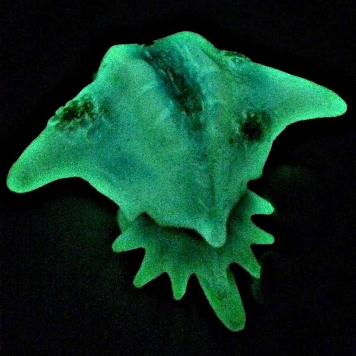 Cambrigon Glow Burst