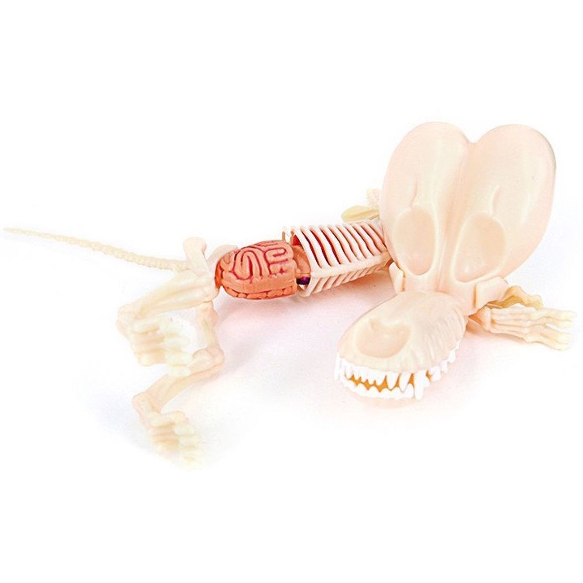 Clear Balloon Dog Funny Anatomy - Pink