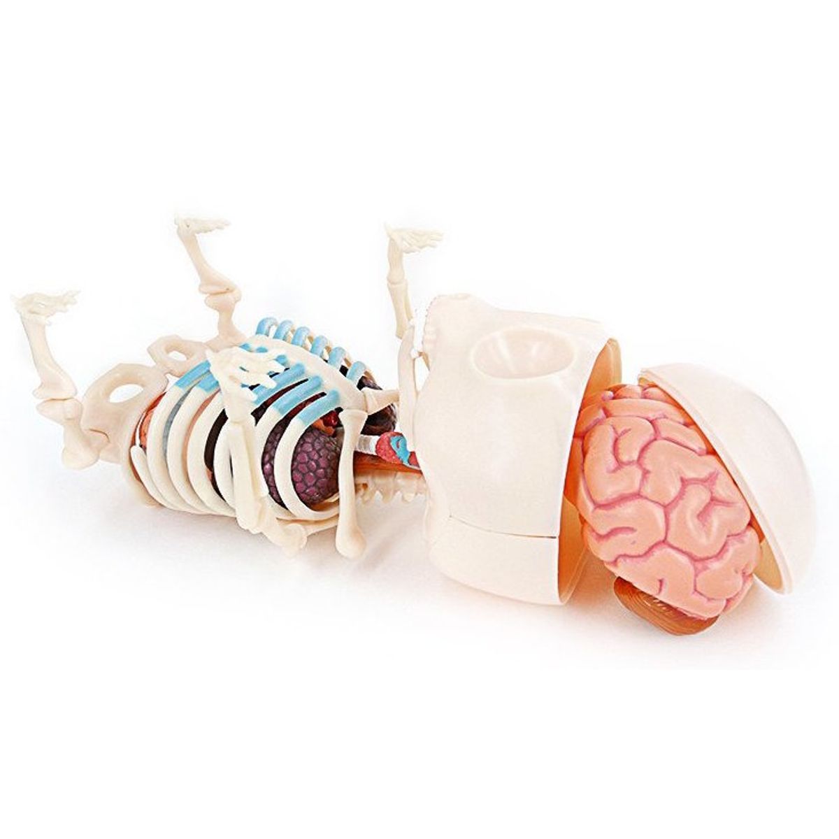 Gummi Bear Anatomy Puzzle Toy - Green