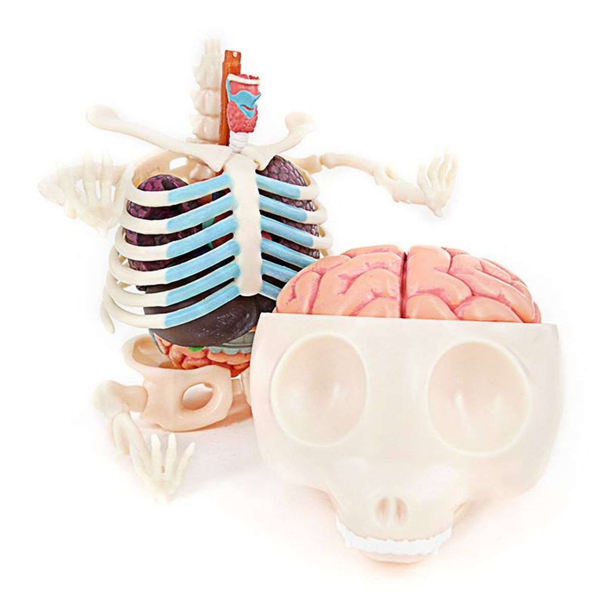 Gummi Bear Anatomy Puzzle Toy - Green