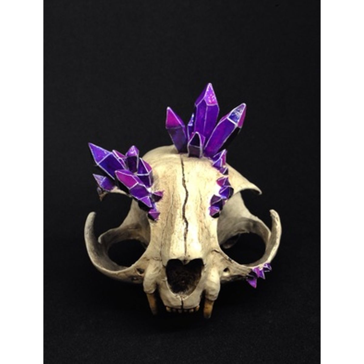 Persian Cat Skull with Amethyst Clusters