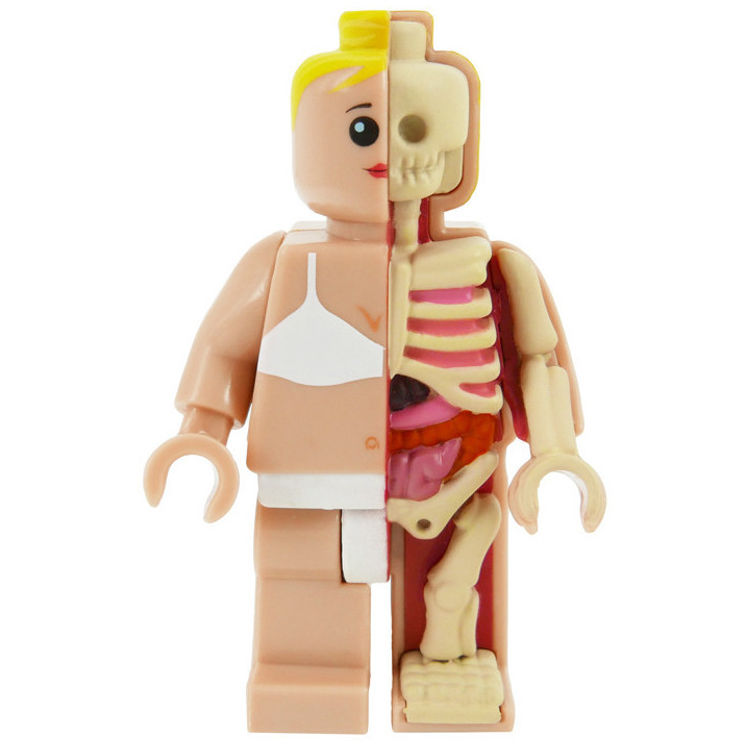 Micro Schematic OG Anatomic - Female by Jason Freeny