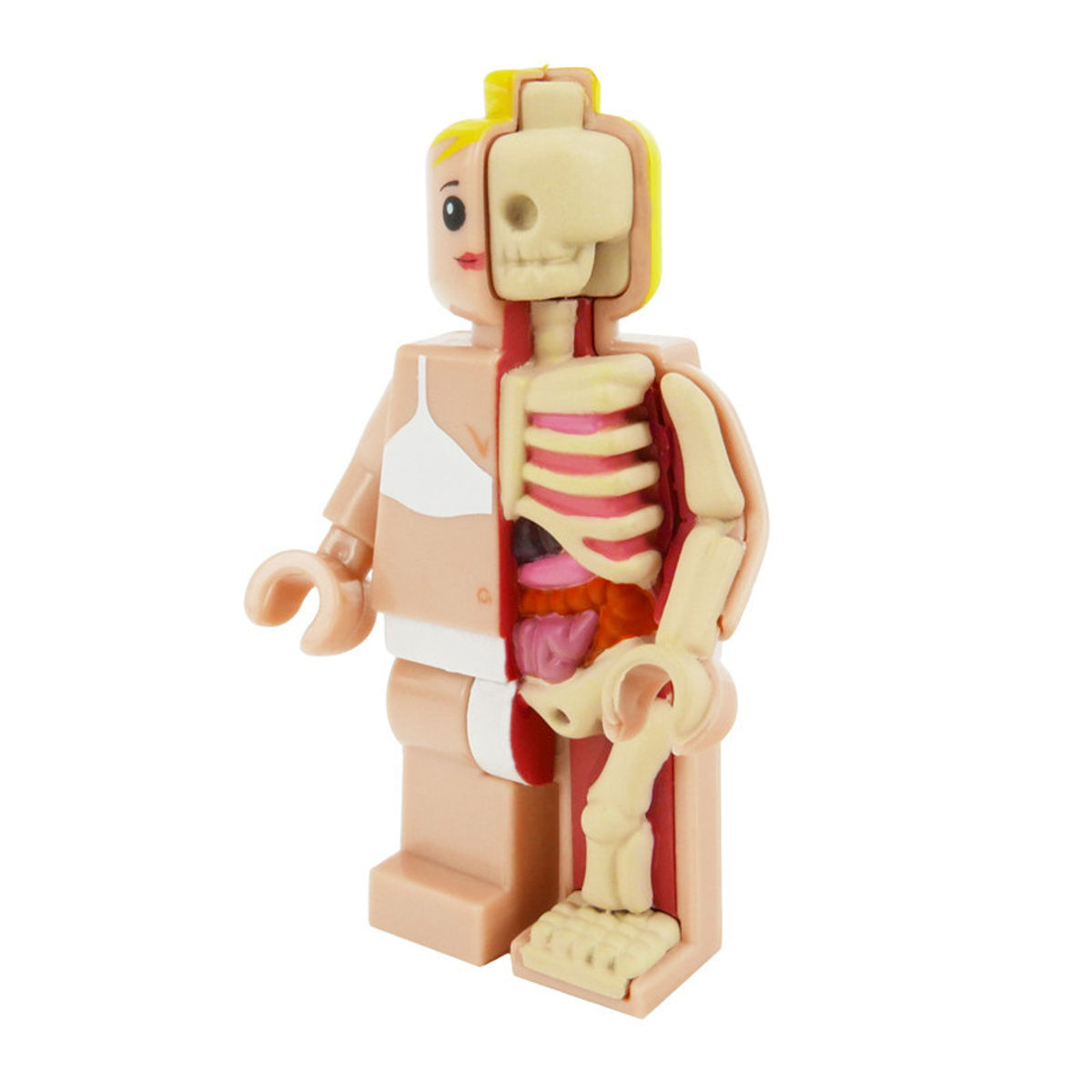 Micro Schematic OG Anatomic - Female