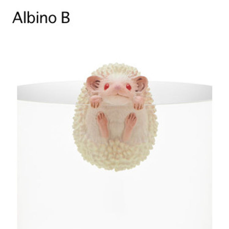 Putitto Hedgehog: Albino B by Kitan