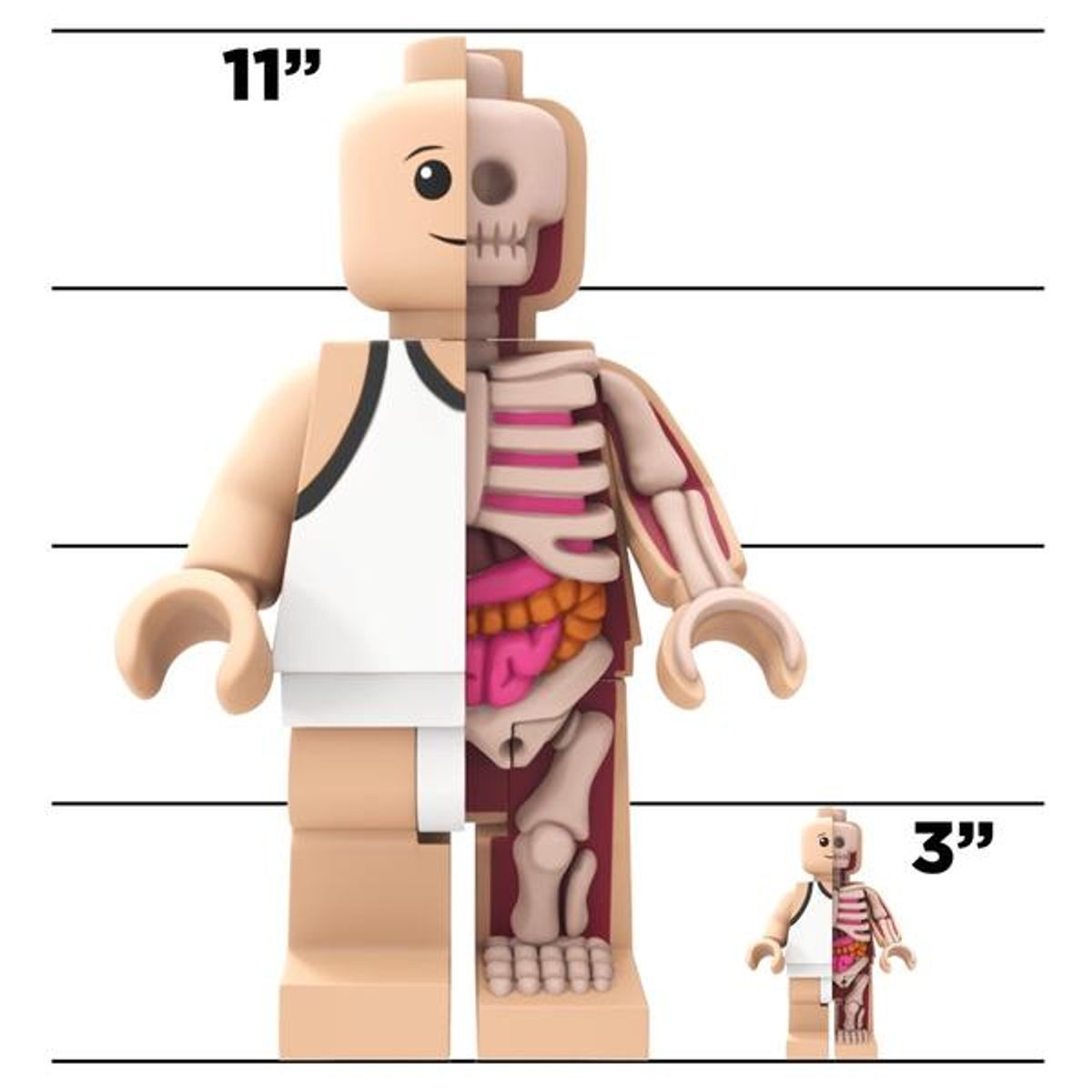 Anatomic - 400%