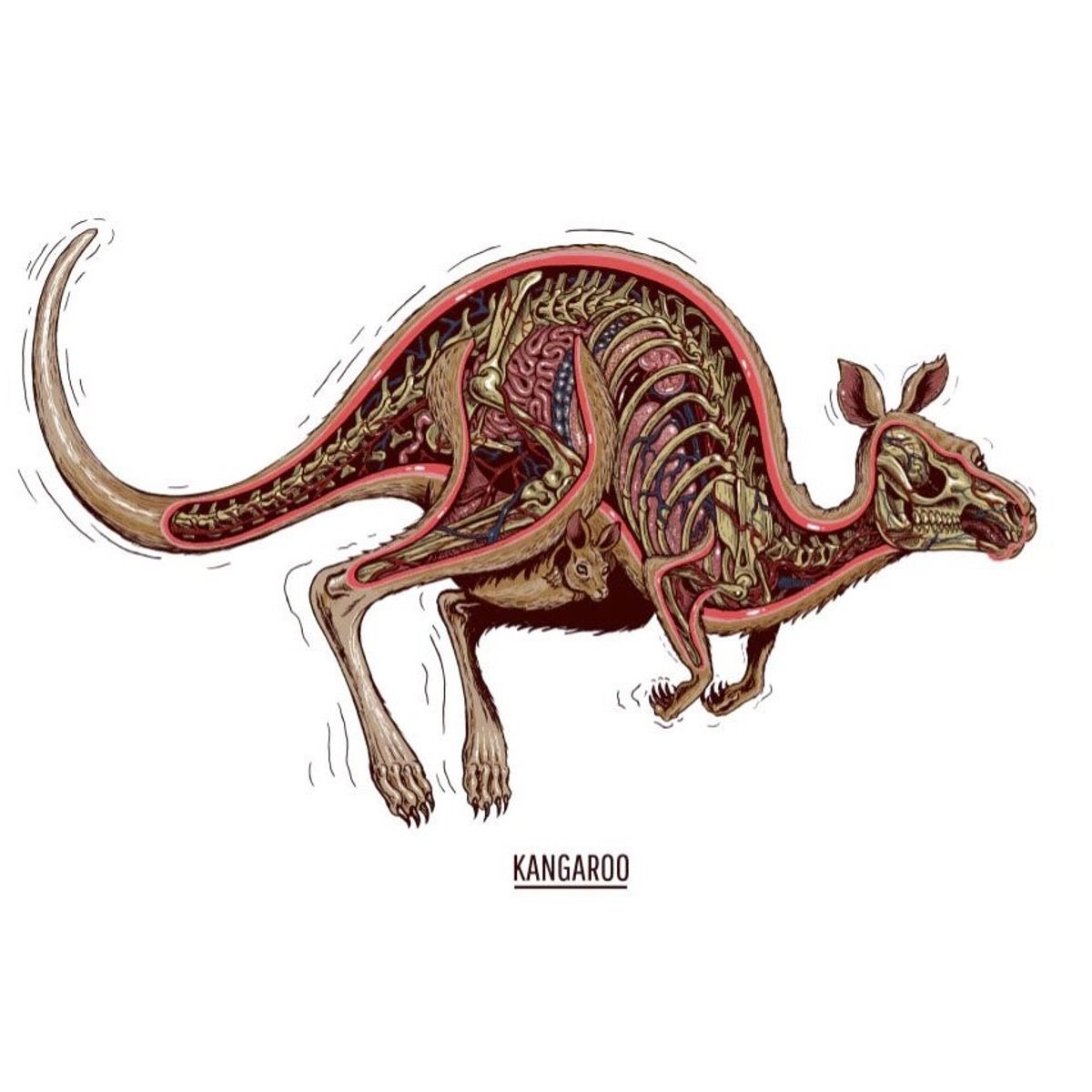 Dissection Of A Kangaroo