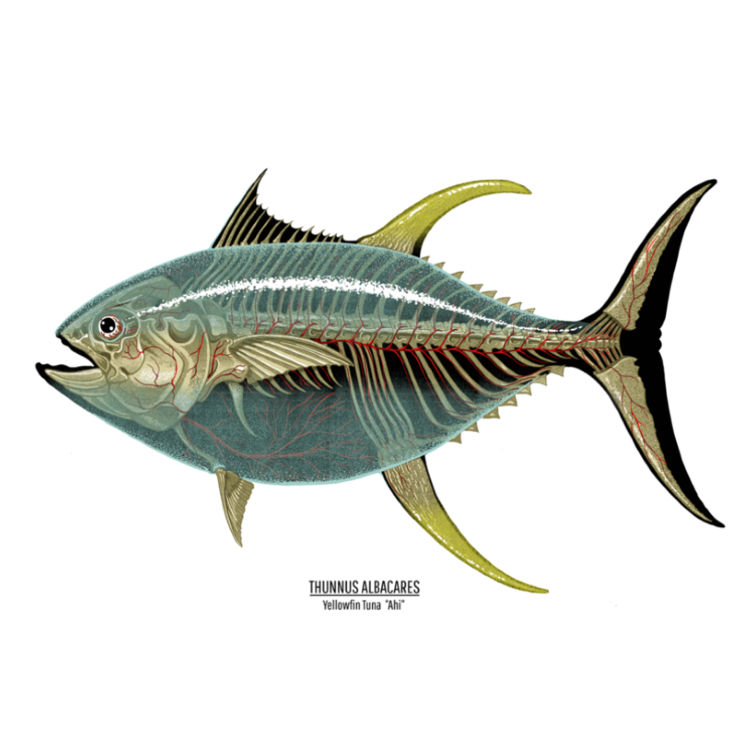 Thunnus Albacares by Nychos