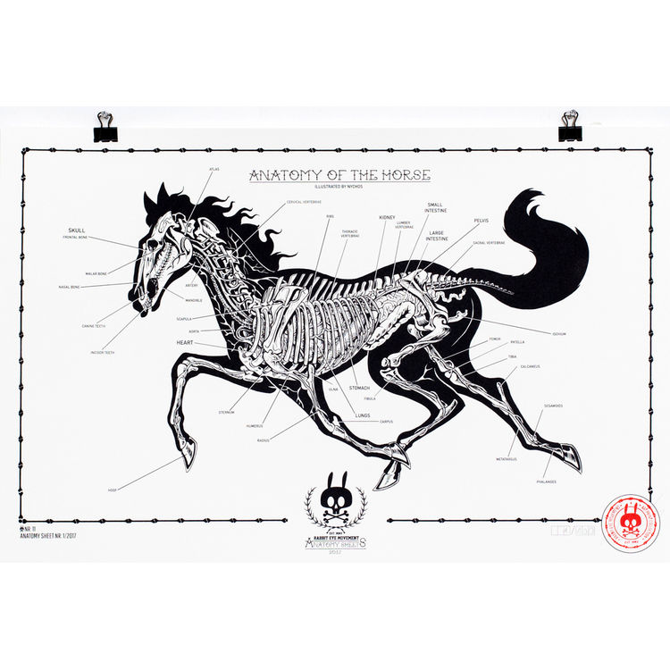 Anatomy Of A Horse No.11 by Nychos