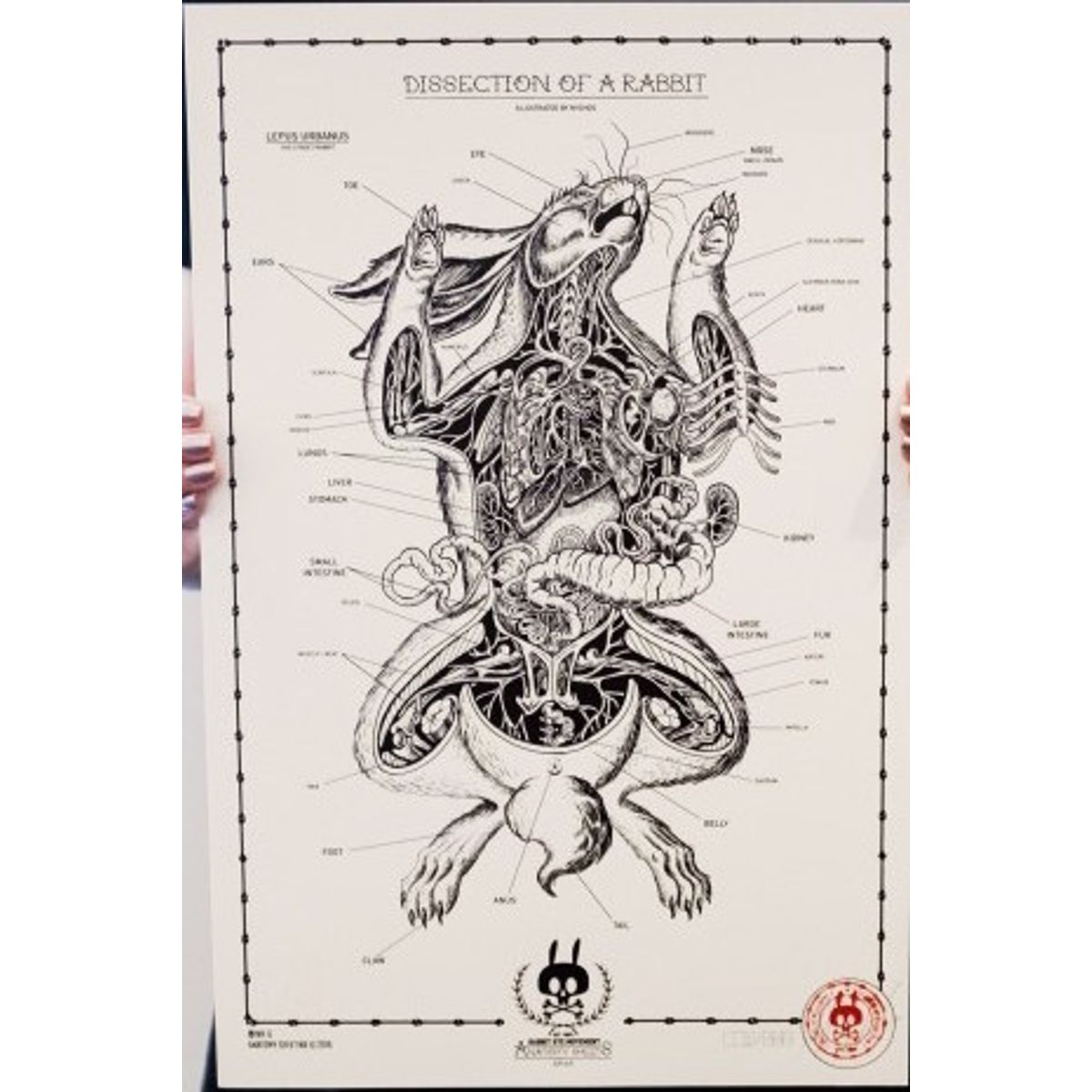 Dissection Of A Rabbit No.06