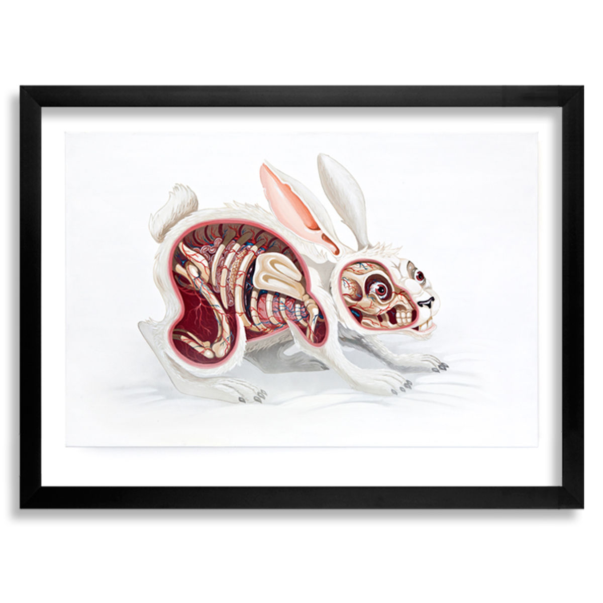 Lepus Pellis Os Omentum