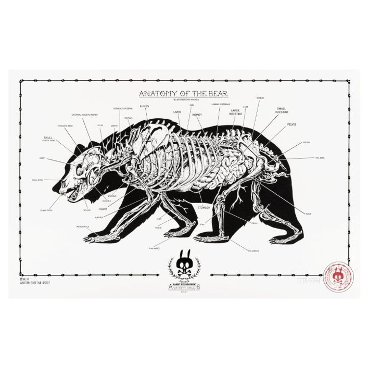 Anatomy of the Bear - No.14 by Nychos