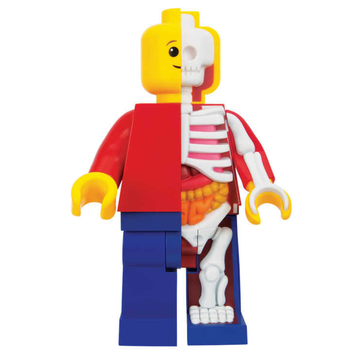 400% - Bigger Micro Anatomic Junior by Jason Freeny