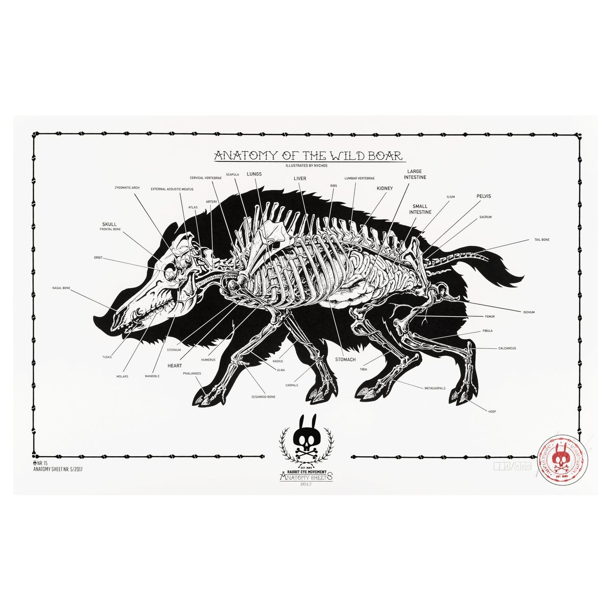 Anatomy of the Wildboar - No.15