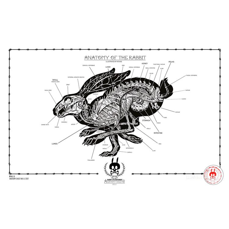ANATOMY OF THE RABBIT - NO.18 by Nychos