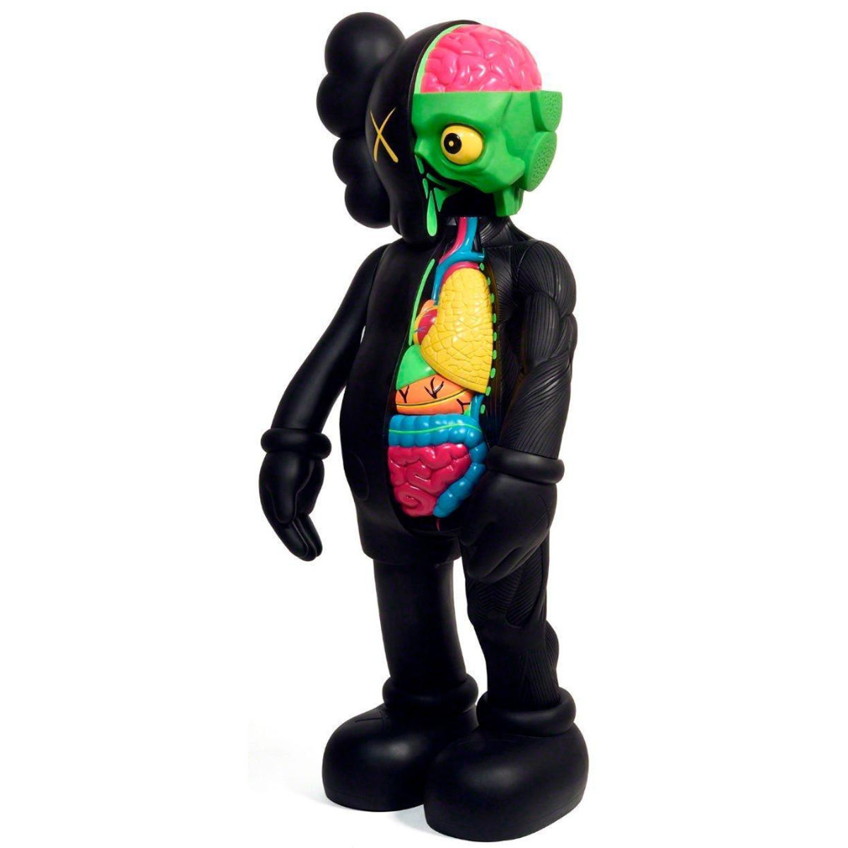 4-Foot Black Dissected Companion