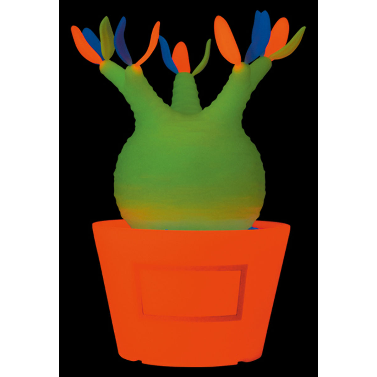 GID Pachypodium Gracilius