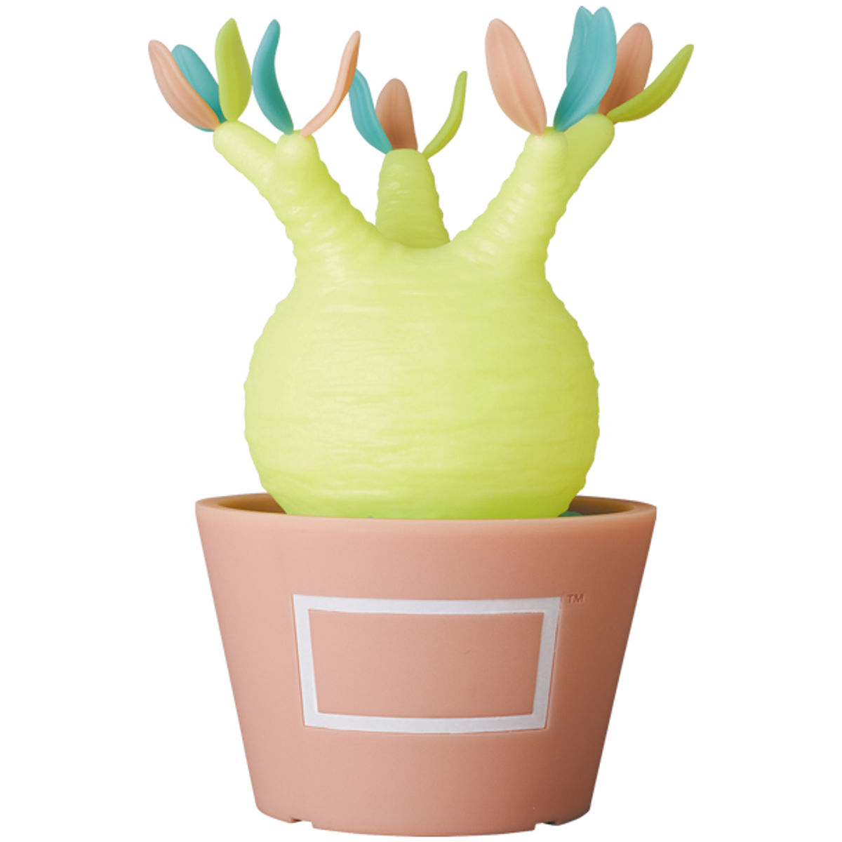 GID Pachypodium Gracilius