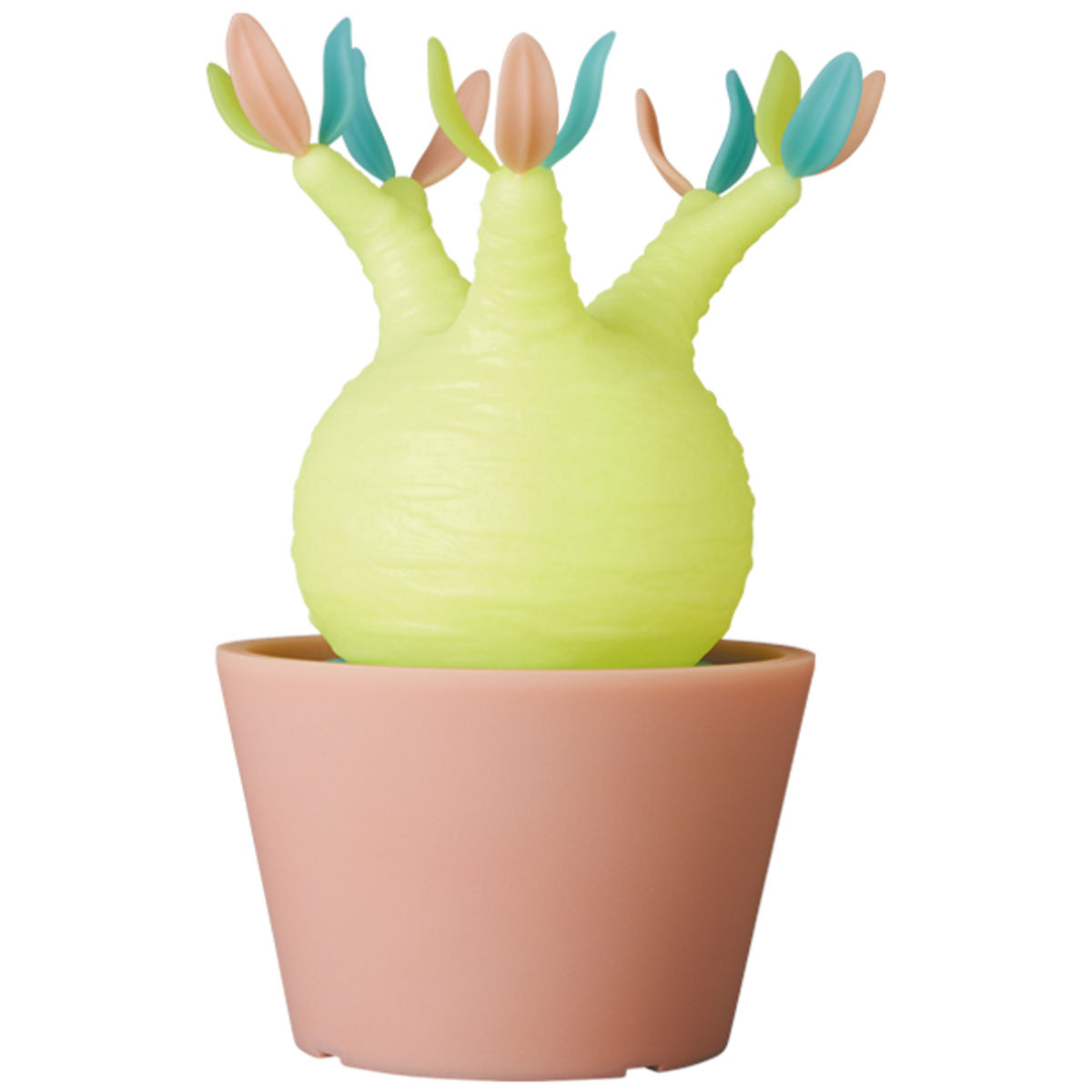 GID Pachypodium Gracilius