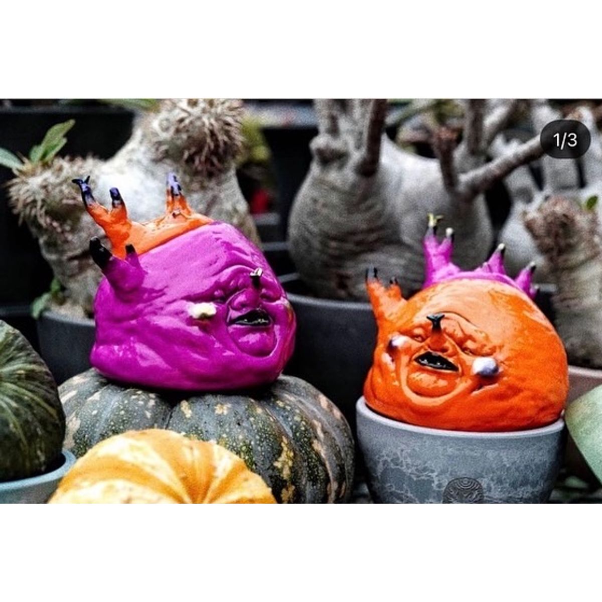 Halloween P. Gracilius (2nd Version)