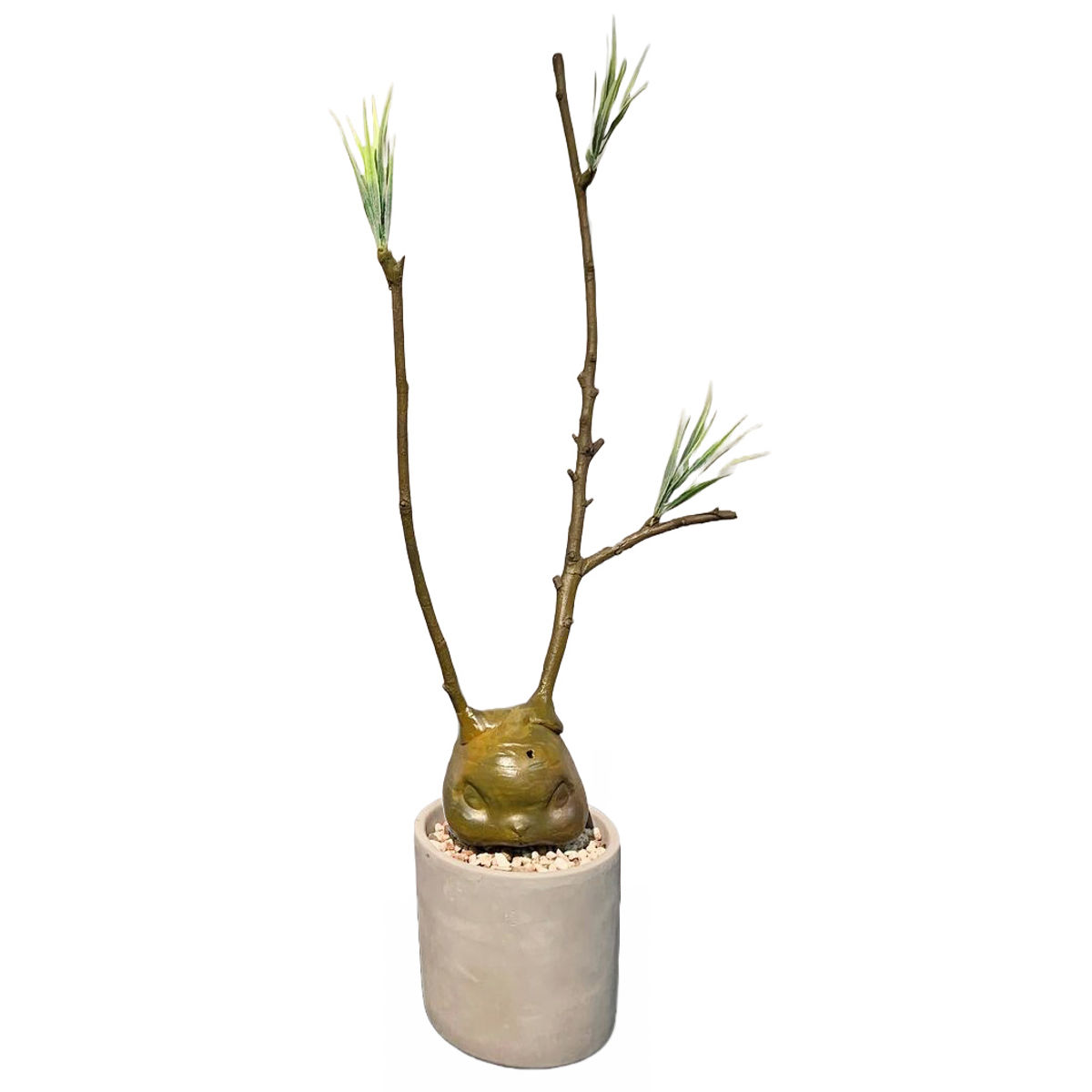 Bit Bit Forest Caudex Plant