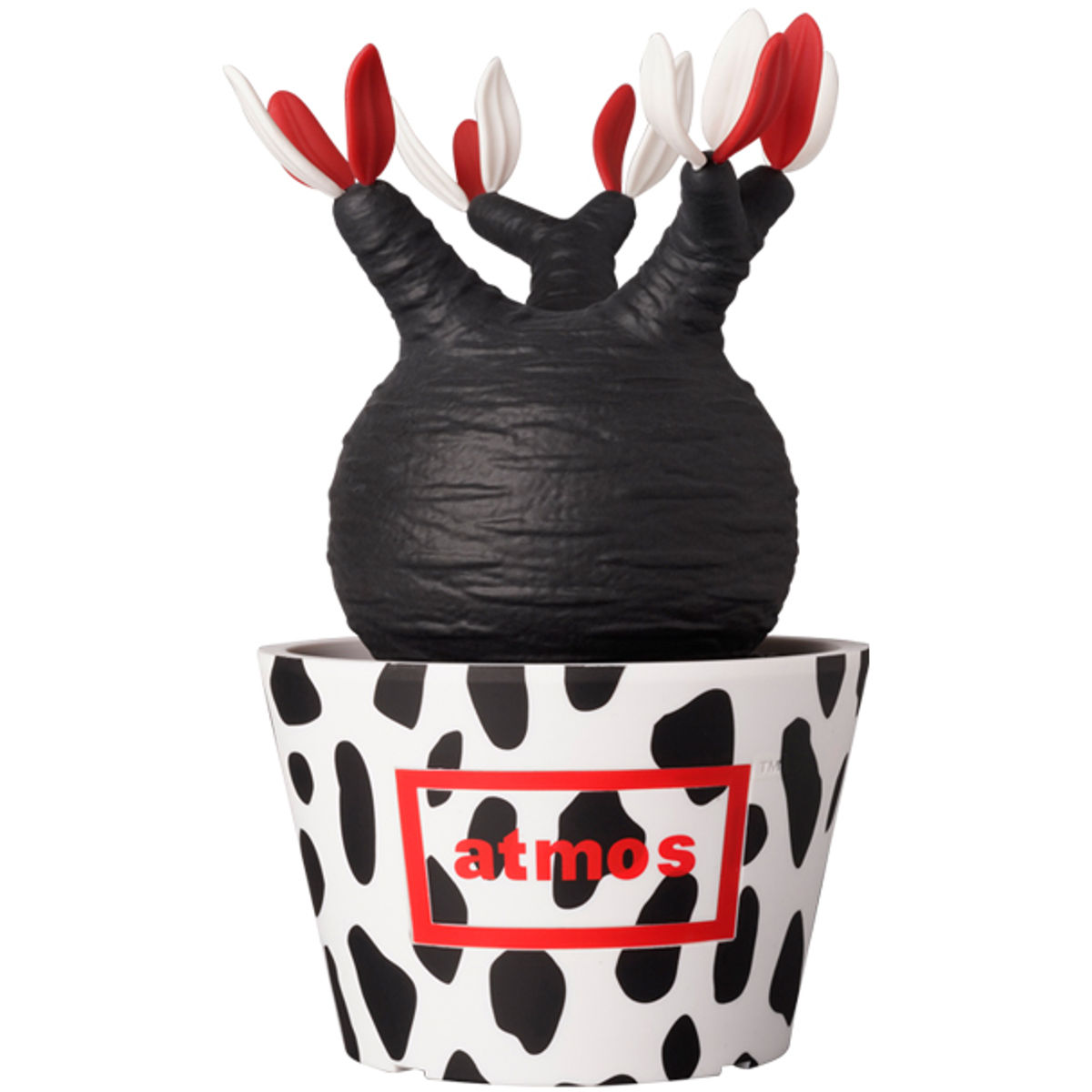 Atmos Dalmatian Pachypodium Gracilius