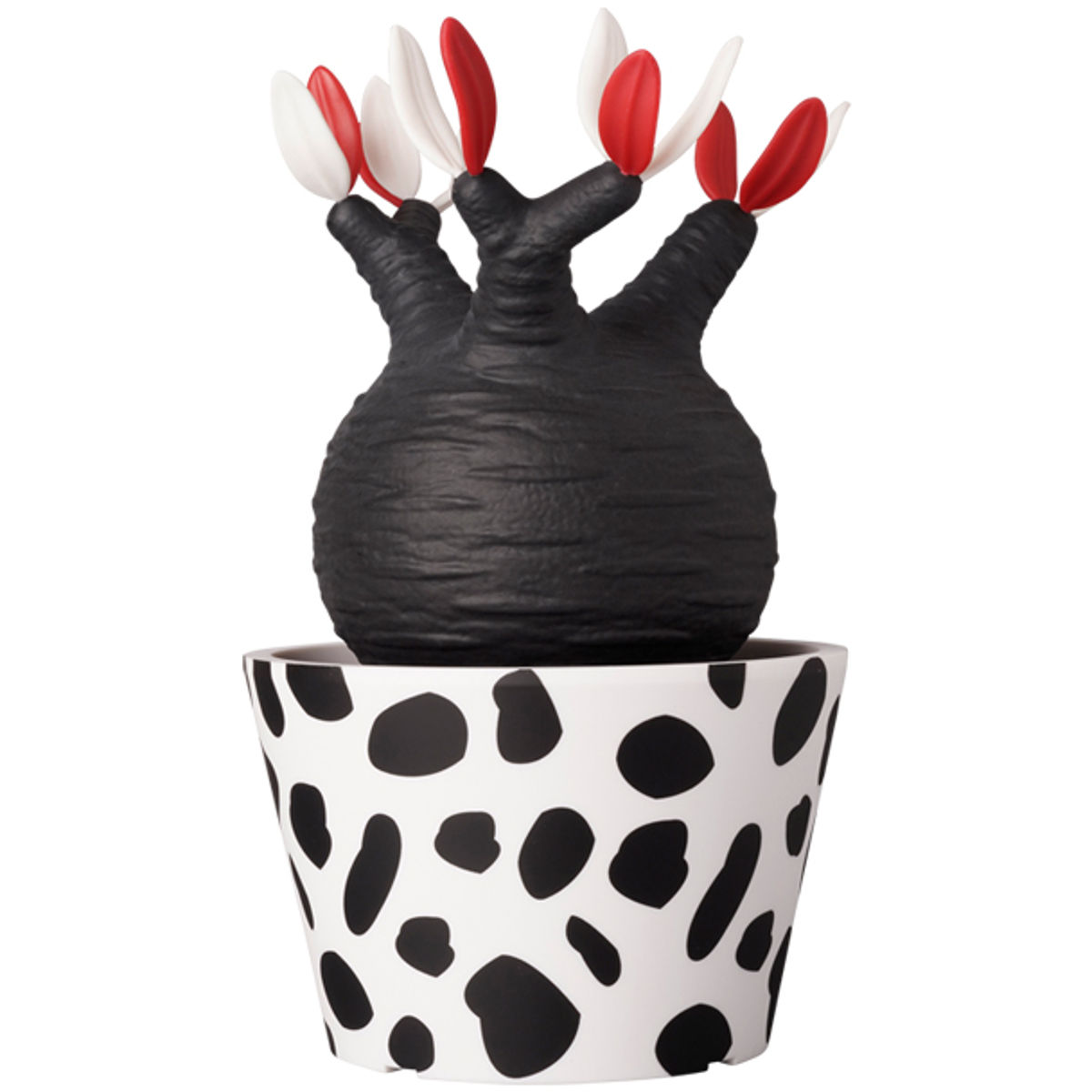 Atmos Dalmatian Pachypodium Gracilius