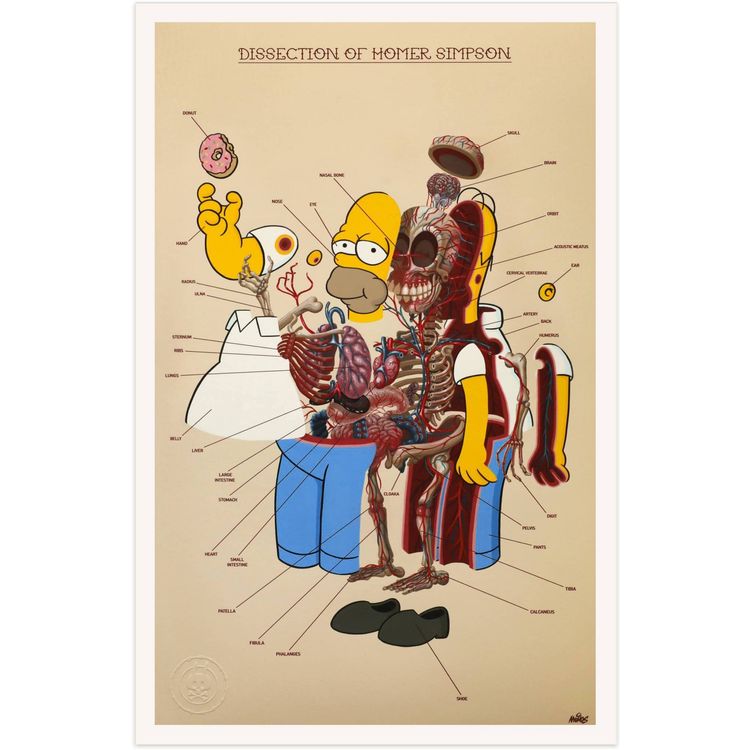 Dissection of Homer Simpson : Anatomy Sheet by Nychos