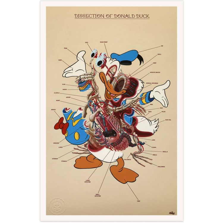 Dissection of Donald Duck : Anatomy Sheet by Nychos