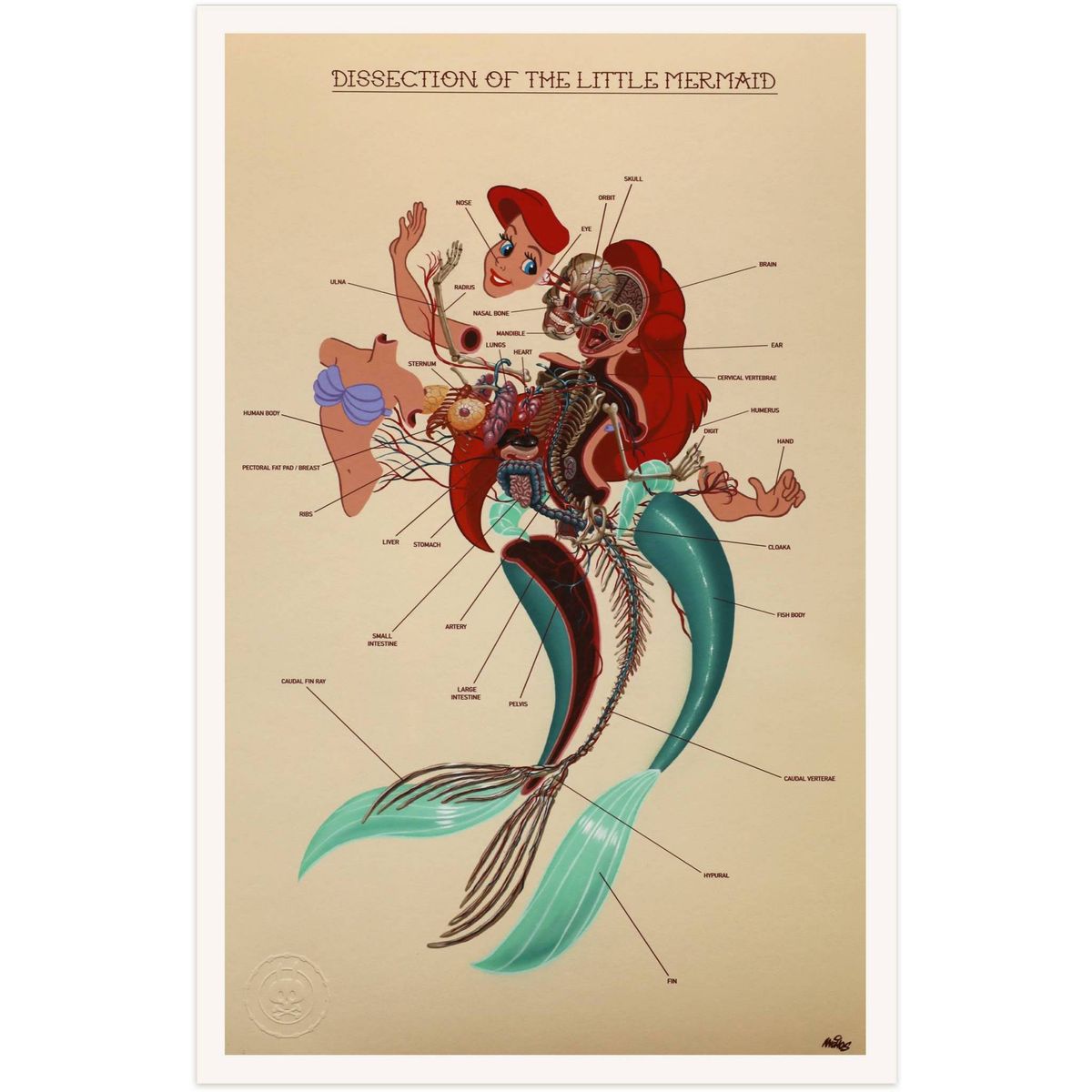 Dissection of The Little Mermaid : Anatomy Sheet
