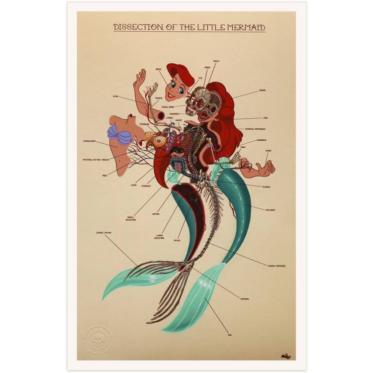 Dissection of The Little Mermaid : Anatomy Sheet by Nychos
