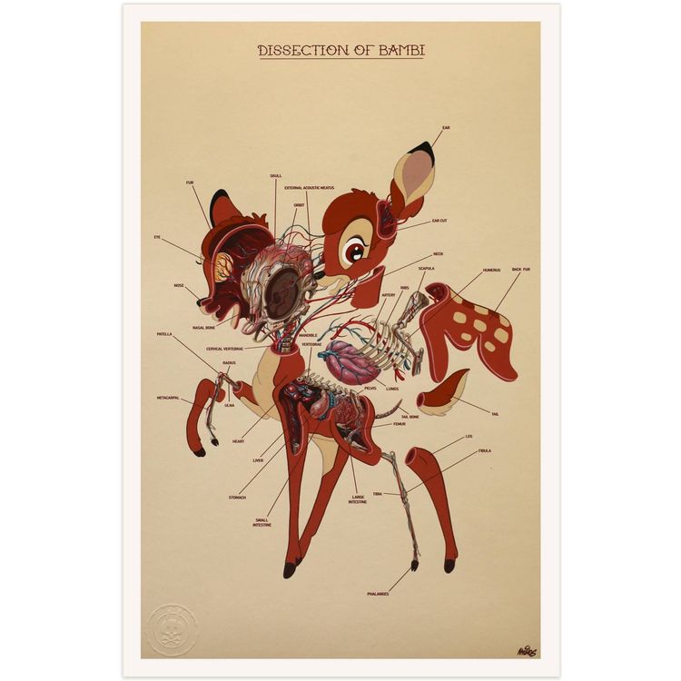 Dissection of Bambi : Anatomy Sheet by Nychos