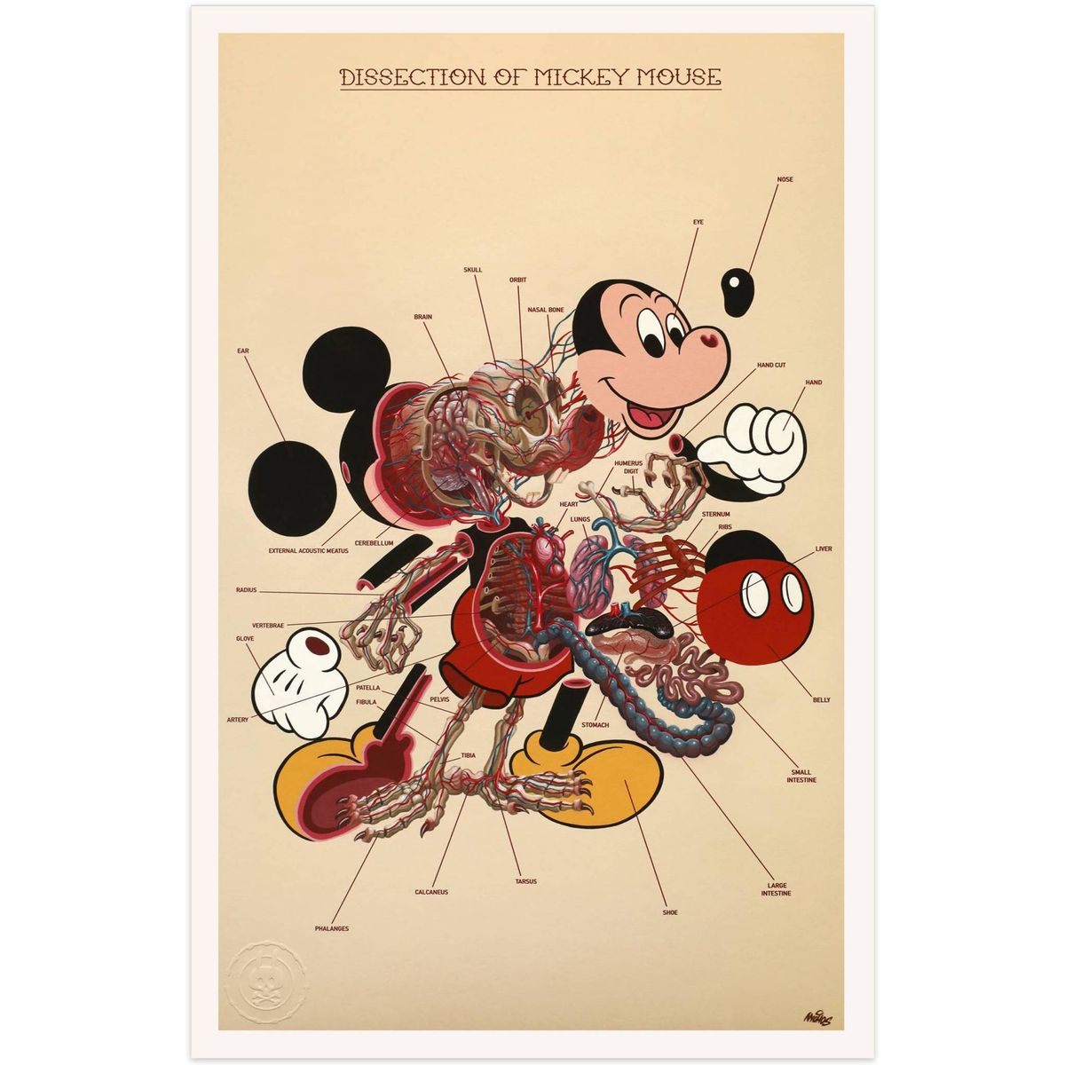 Dissection of Mickey Mouse : Anatomy Sheet