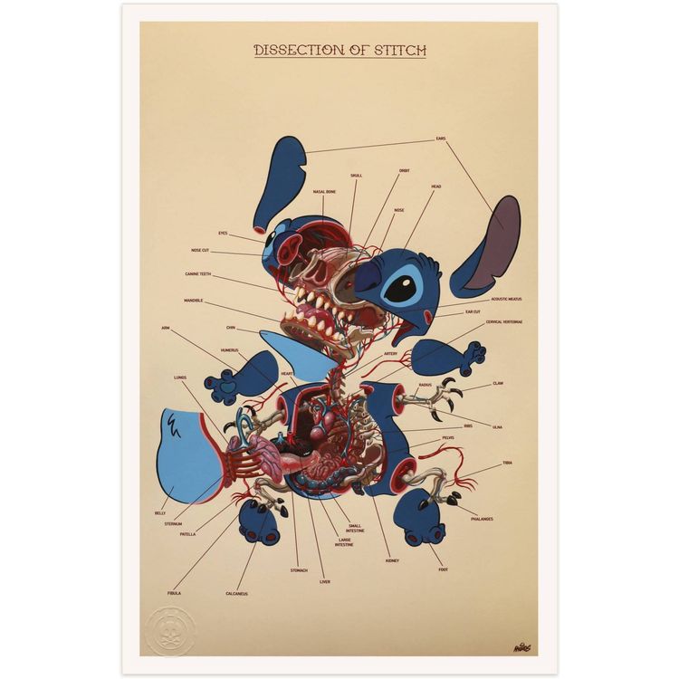 Dissection of Stitch : Anatomy Sheet by Nychos