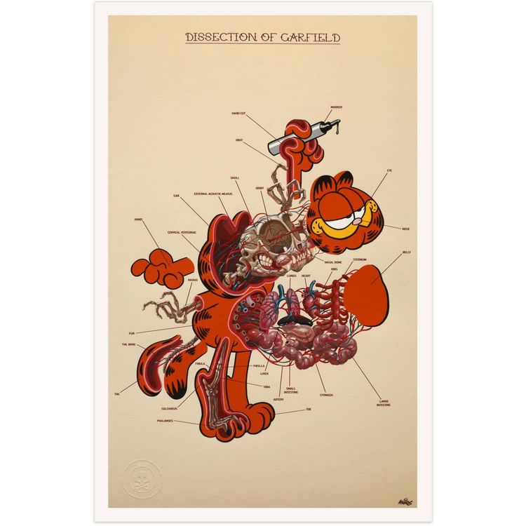 Dissection of Garfield : Anatomy Sheet by Nychos