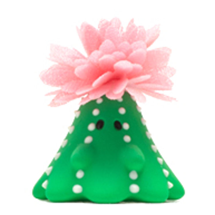 Cactus Boo Pink Flowering by Uamou (Ayako Takagi)